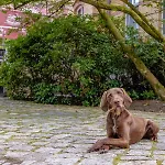 Hotel Schloesschen Sundische Wiese Zingst